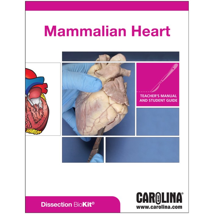 Mammalian heart dissection answer sheet