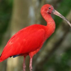 The scarlet ibis full text