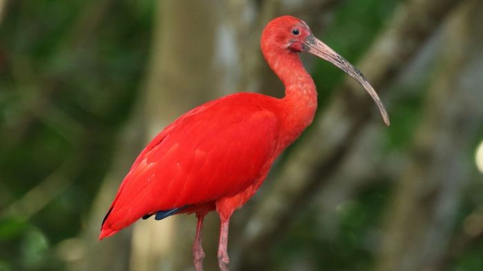 The scarlet ibis full text