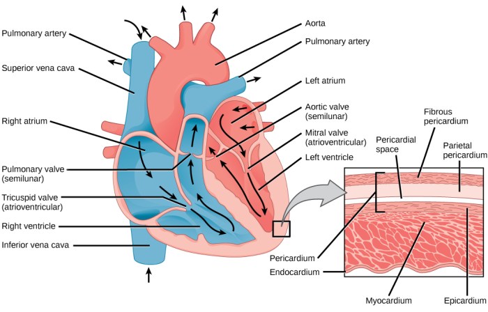 Mammalian heart dissection answer sheet