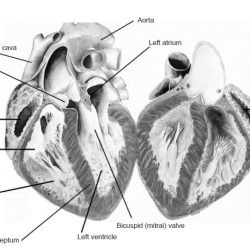 Mammalian heart dissection answer sheet