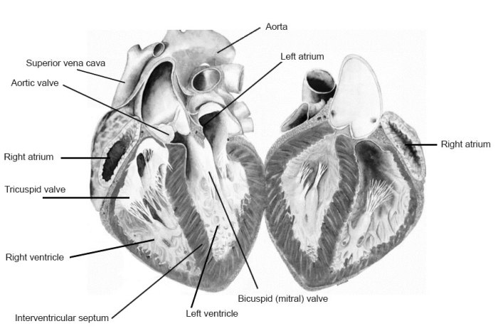 Mammalian heart dissection answer sheet